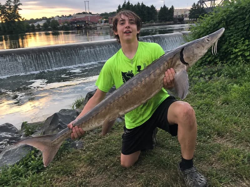 Submitted photo for: Fulton teen releases juvenile lake sturgeon caught in Seneca River